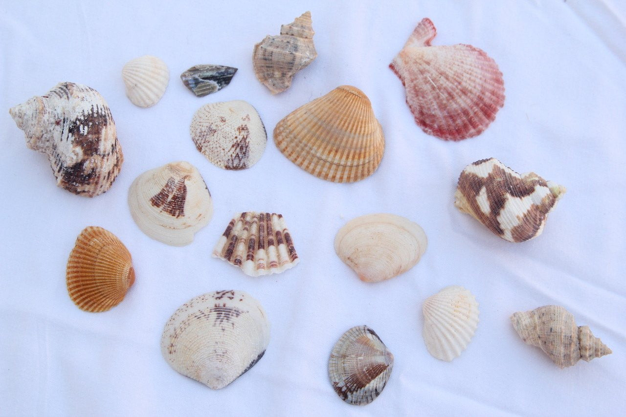 Assorted Sea Shells